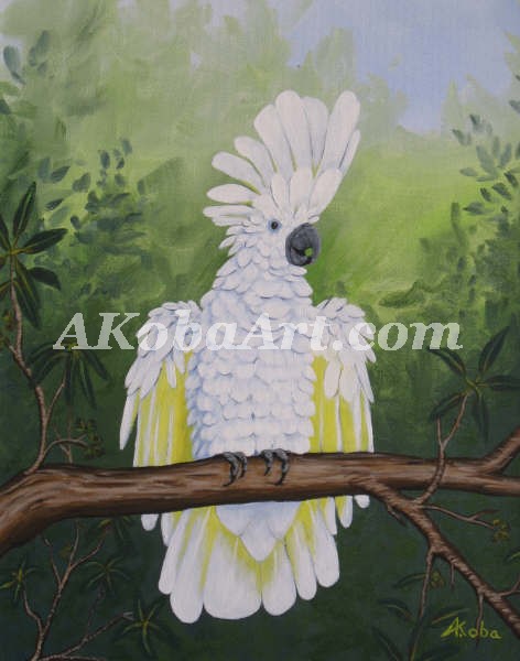 Umbrella Cockatoo jpg